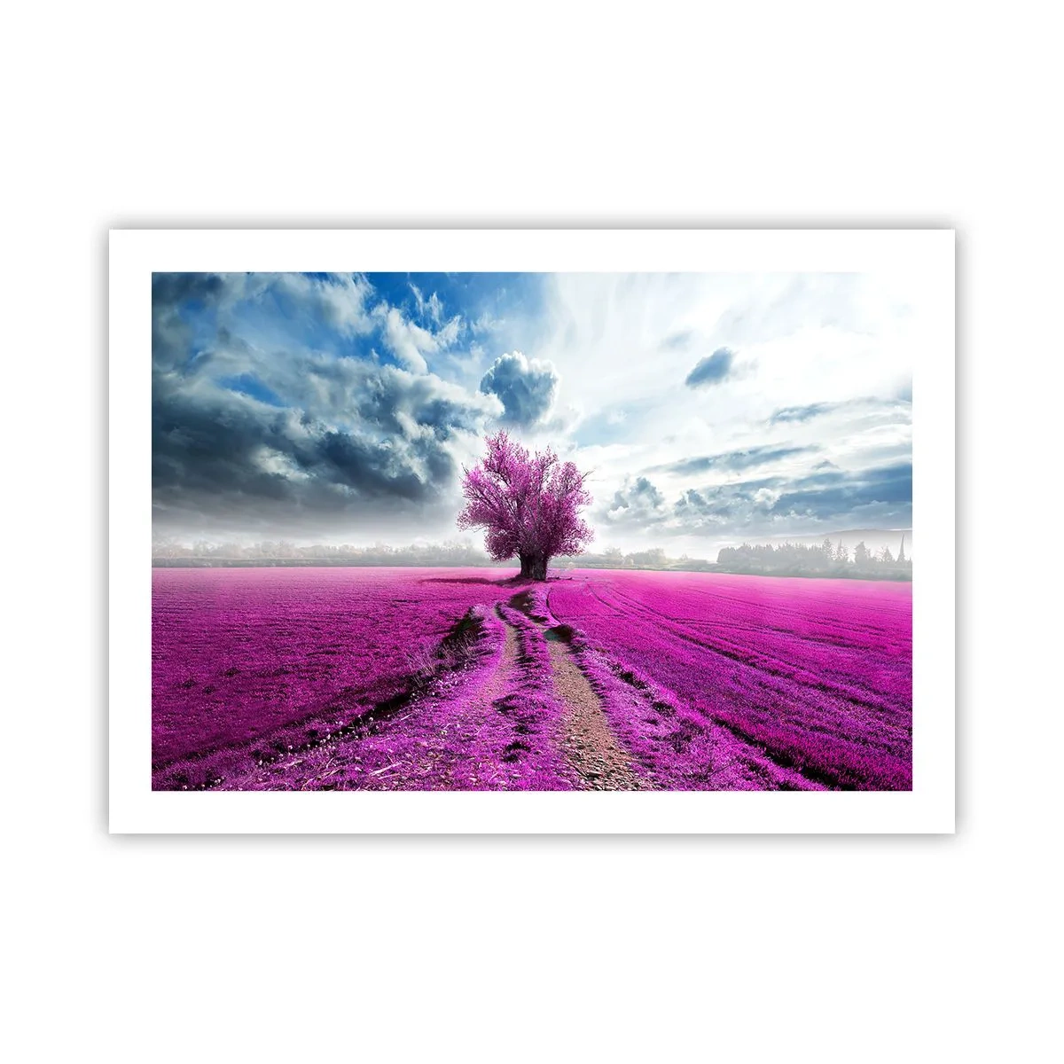 Affiche - Poster - Lande - nature sauvage - 70x50 cm