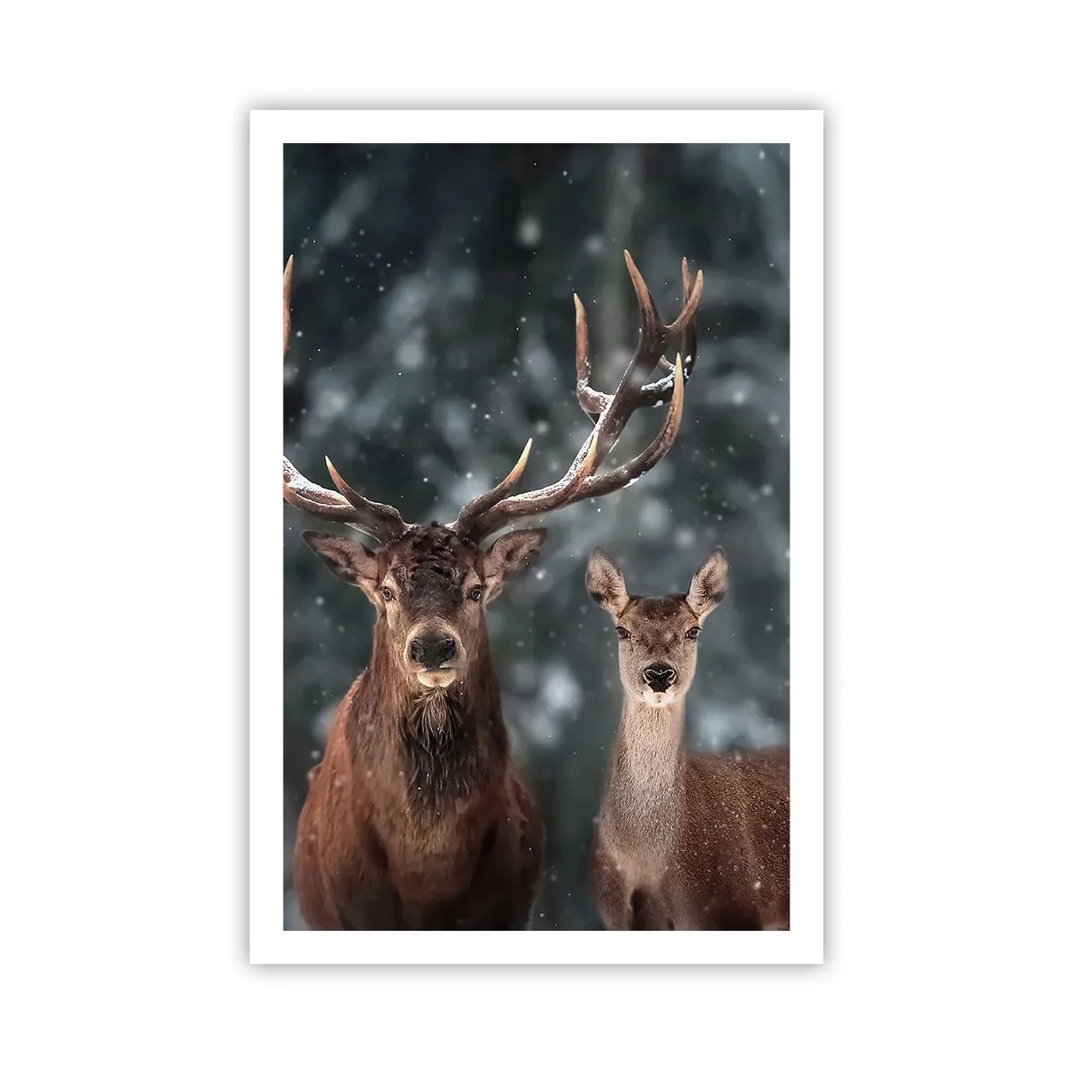 Affiche - Poster - Le roi de la forêt avec sa femme - 61x91 cm