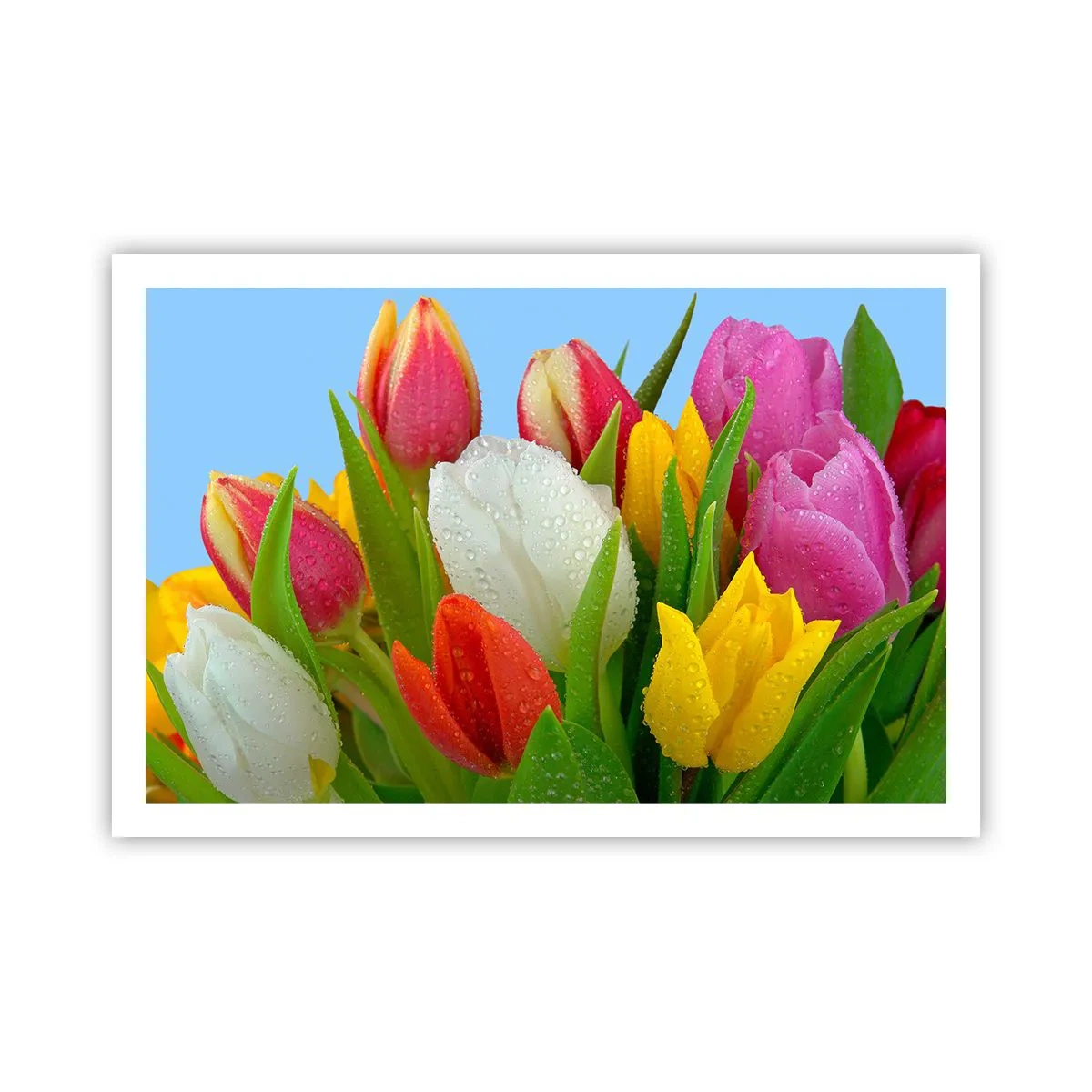 Affiche - Poster - Un arc-en-ciel fleuri en gouttes de rosée - 91x61 cm