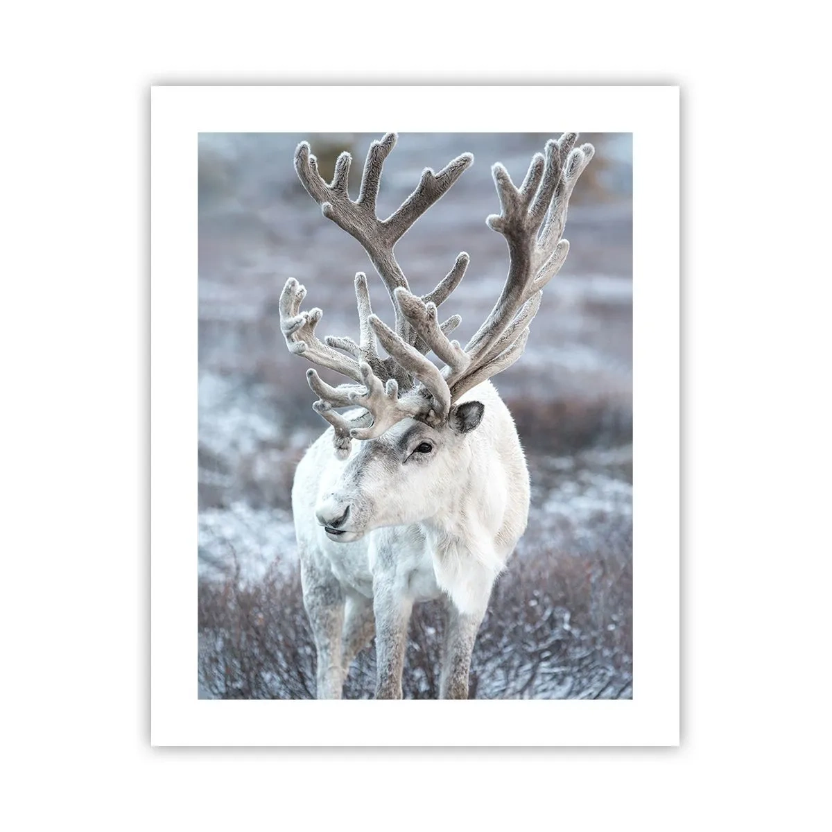 Affiche - Poster - Portrait au soleil - 40x50 cm