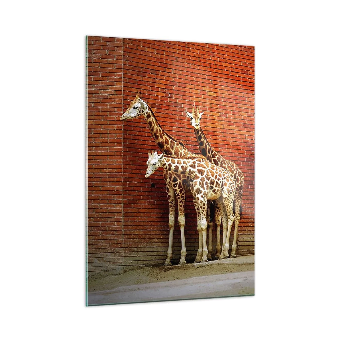 Impression sur verre - Image sur verre - Girafes contre un mur de briques - 50x70cm - Voyez-vous des acacias ? - Décoration murale moderne pour le salon et la chambre ARTTOR