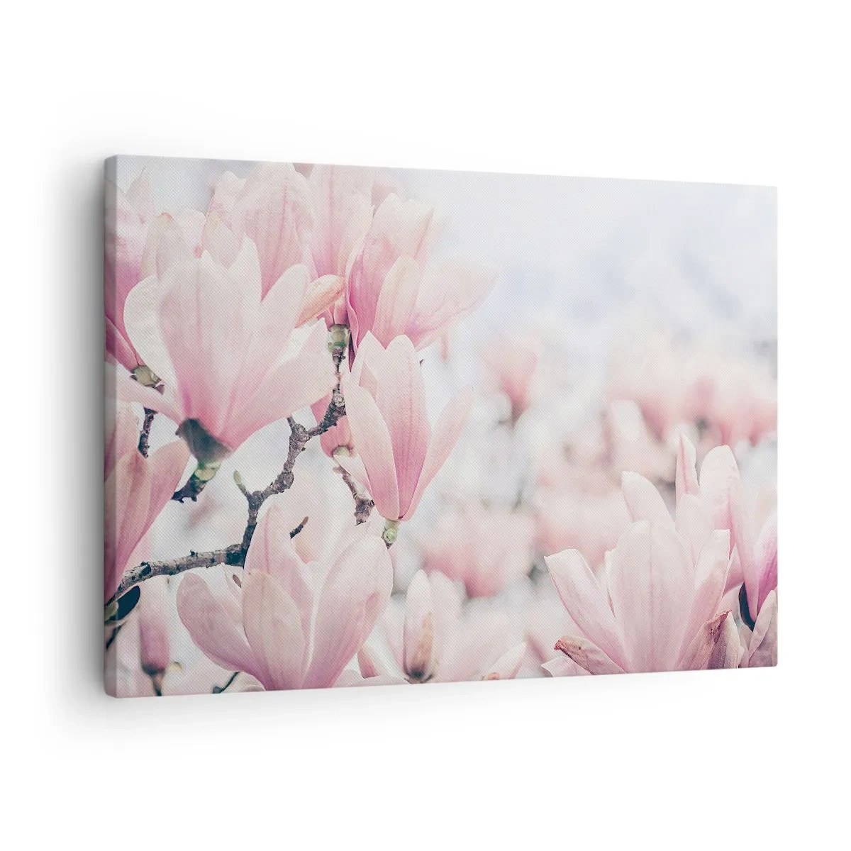 Impression sur toile - Image sur toile - Fleurs de magnolia subtiles aux délicates nuances roses - 70x50cm - Idéal de la subtilité - Décoration murale moderne pour le salon et la chambre ARTTOR