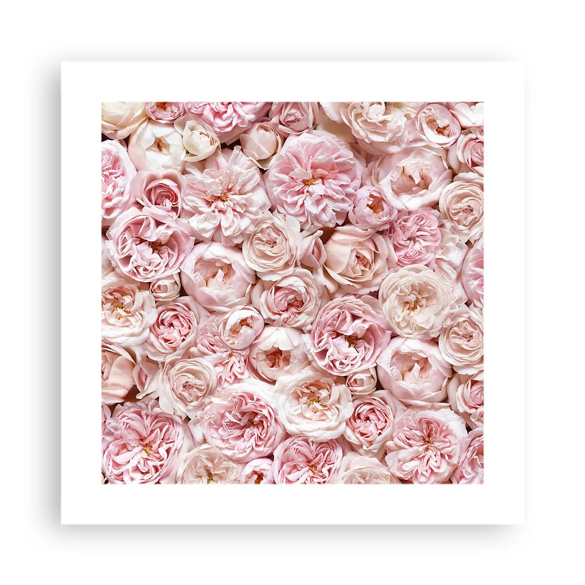 Affiche - Poster - Un lit de roses - 40x40 cm