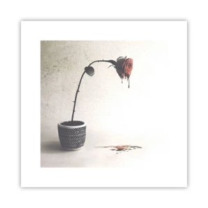 Affiche - Poster - Rosa dolorosa - 30x30 cm