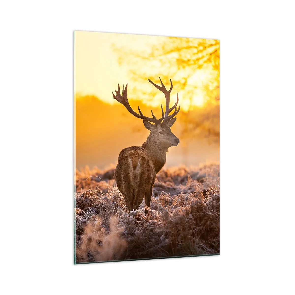 Impression sur verre - Image sur verre - Cerf dans les rayons du soleil levant - 50x70cm - Roi de la forêt automnal - Décoration murale moderne pour le salon et la chambre ARTTOR