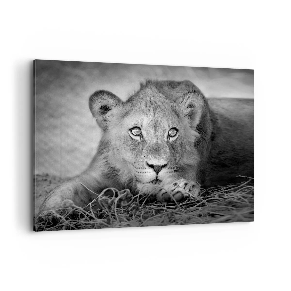 Impression sur toile - Image sur toile - Portrait monochrome d'un jeune lion couché - 100x70cm - Chiot royal - Décoration murale moderne pour le salon et la chambre ARTTOR