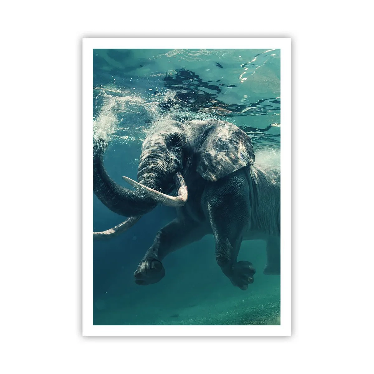 Affiche - Poster - Tout le monde aime nager - 70x100 cm