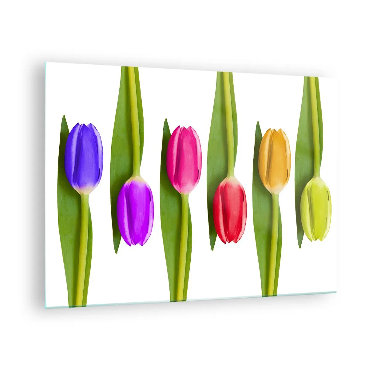 Impression sur verre - Image sur verre - Tulipes colorées disposées sur un fond blanc - 70x50cm - Composition arc-en-ciel - Décoration murale moderne pour le salon et la chambre ARTTOR