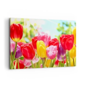 Impression sur toile - Image sur toile - Tulipes colorées en pleine floraison sur fond de printemps - 100x70cm - C'est nous, les couleurs de Mai! - Décoration murale moderne pour le salon et la chambre ARTTOR