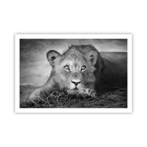 Affiche - Poster - Chiot royal - 91x61 cm