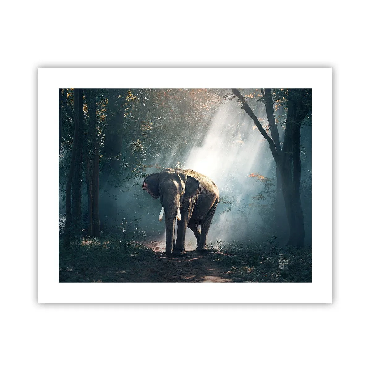 Affiche - Poster - Une balade tranquille - 50x40 cm