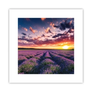 Affiche - Poster - Monde de lavande - 30x30 cm