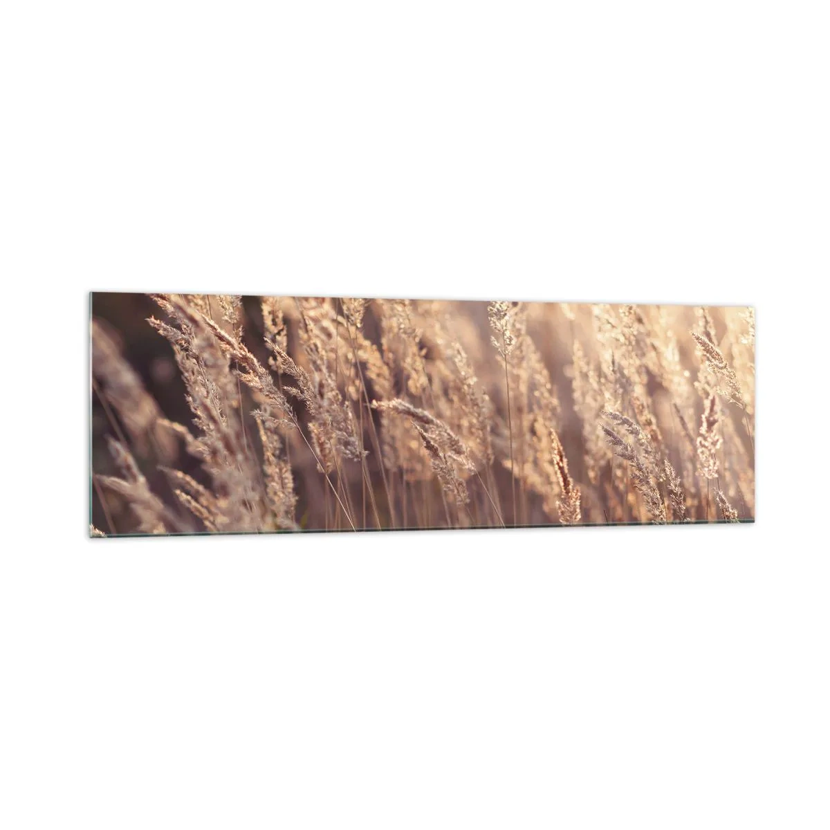 Impression sur verre - Image sur verre - Herbes dorées sur fond de soleil couchant - 160x50cm - Prêt à accueillir l'automne - Décoration murale moderne pour le salon et la chambre ARTTOR
