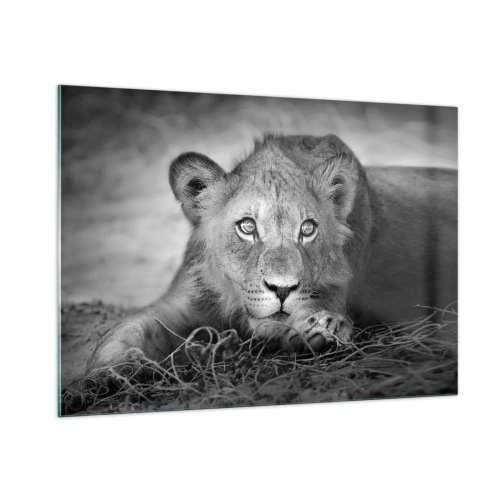 Impression sur verre - Image sur verre - Un lionceau en noir et blanc regardant la caméra - 100x70cm - Chiot royal - Décoration murale moderne pour le salon et la chambre ARTTOR