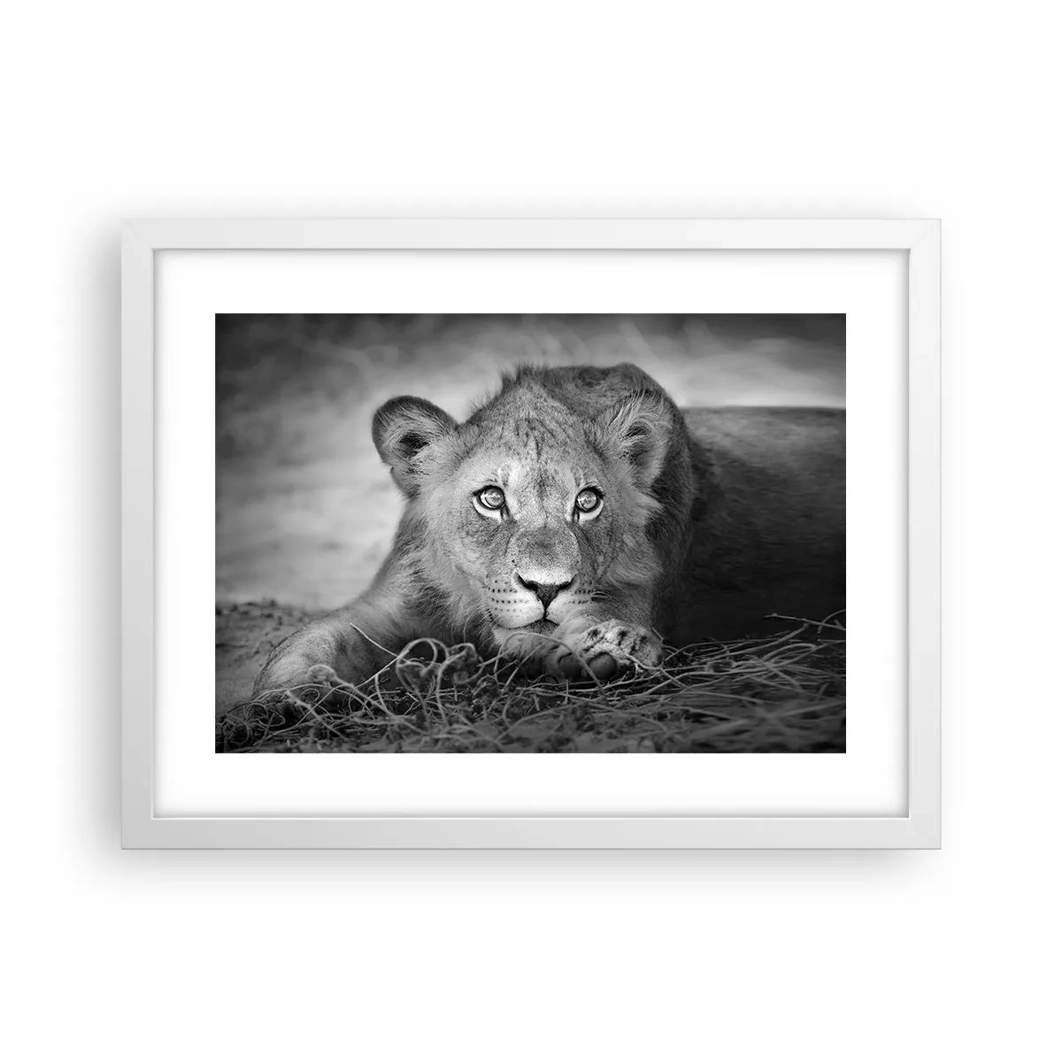 Affiche dans un cadre blanc - Poster - Chiot royal - 40x30 cm