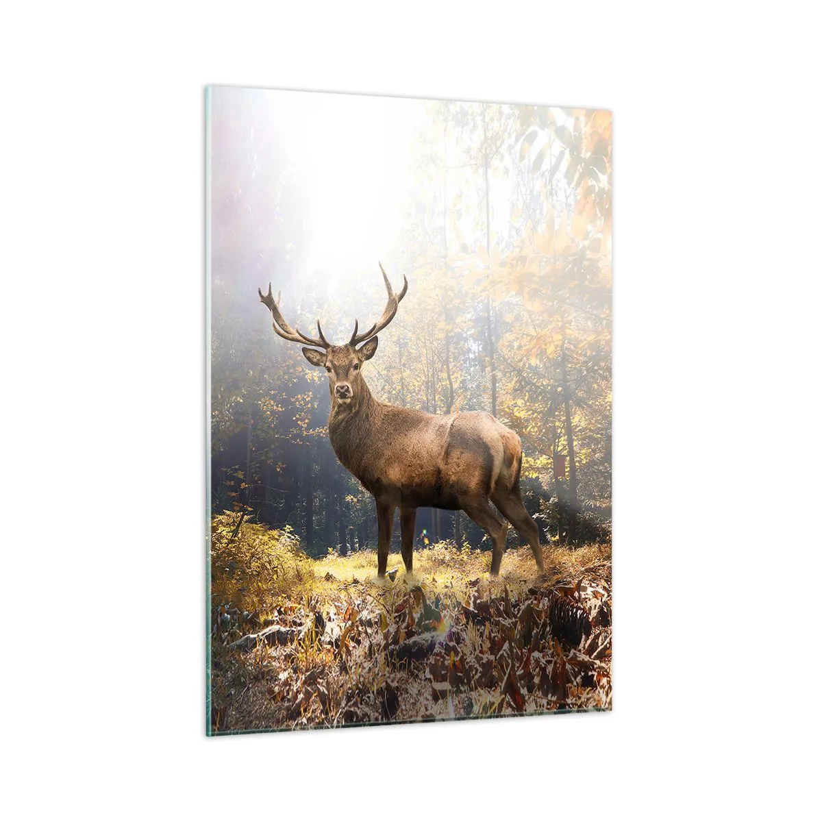 Impression sur verre - Image sur verre - Un cerf majestueux dans une forêt d'automne ensoleillée - 50x70cm - Toute sa majesté - Décoration murale moderne pour le salon et la chambre ARTTOR