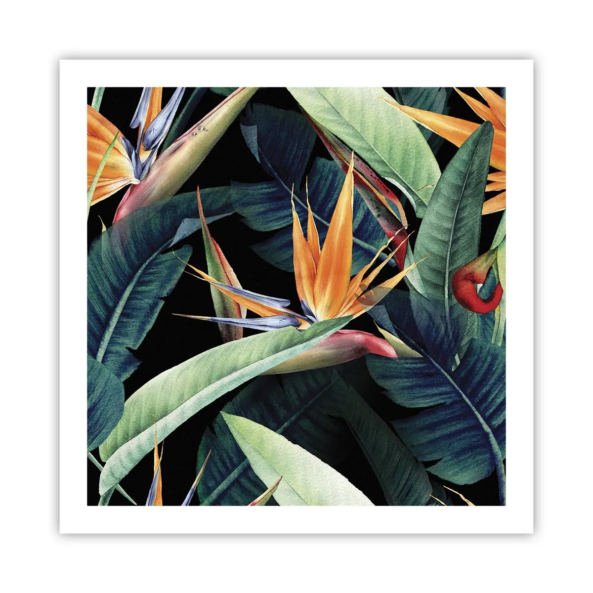 Affiche - Poster - Fleurs flamboyantes des tropiques - 60x60 cm
