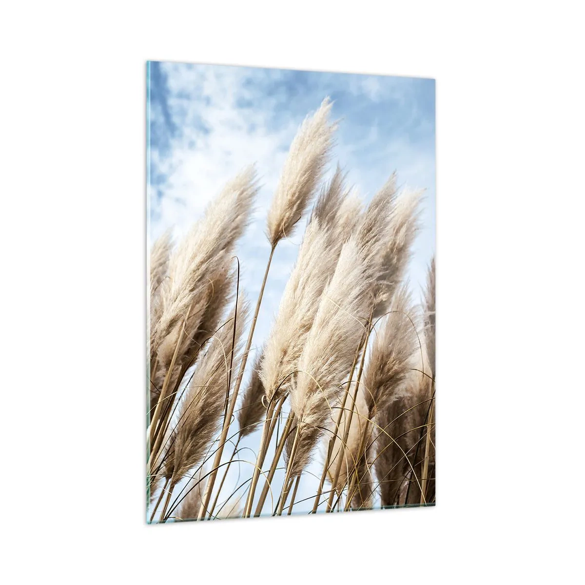 Impression sur verre - Image sur verre - Herbes de pampa décoratives contre un ciel bleu - 50x70cm - Caresse ensoleillée et venteuse - Décoration murale moderne pour le salon et la chambre ARTTOR