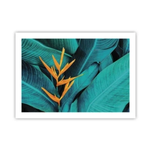 Affiche - Poster - Fleur d'Eden - 70x50 cm