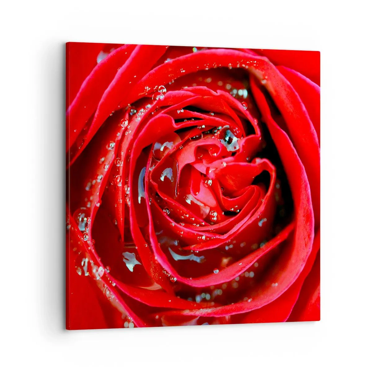 Impression sur toile - Image sur toile - Dans les gouttes de rosée - 50x50 cm