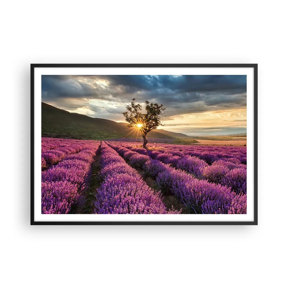 Affiche dans un cadre noir - Poster - Un champ de lavande avec un arbre solitaire au coucher du soleil - 100x70cm - Arôme de couleur lilas - Décoration murale moderne pour le salon et la chambre ARTTOR
