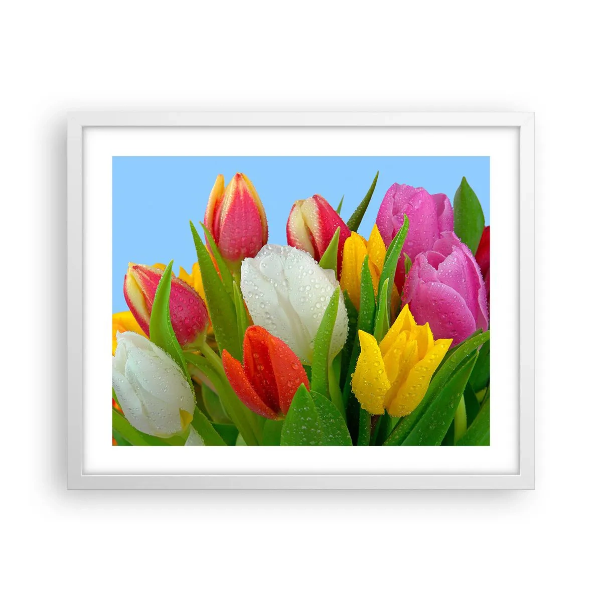 Affiche dans un cadre blanc - Poster - Un arc-en-ciel fleuri en gouttes de rosée - 50x40 cm