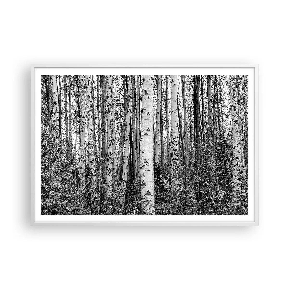 Affiche dans un cadre blanc - Poster - Enchevêtrement de bouleau - 100x70 cm