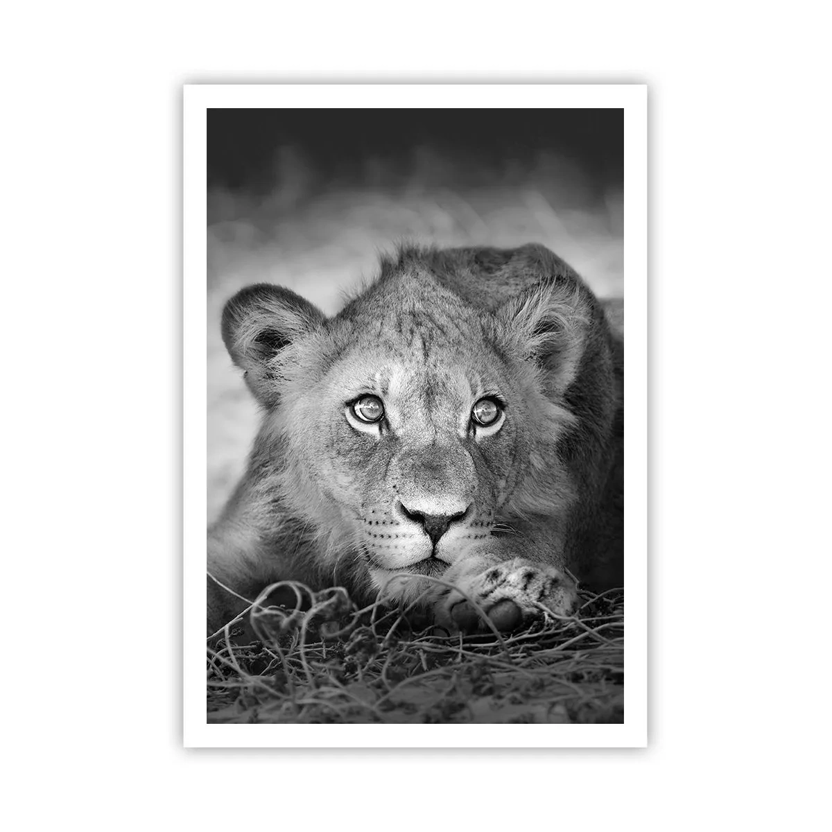 Affiche - Poster - Chiot royal - 70x100 cm