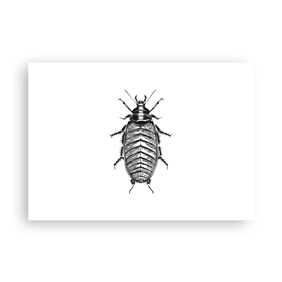 Affiche - Poster - Graphique d'un insecte noir et blanc sur fond blanc - 100x70cm - Quel spécimen! - Décoration murale moderne pour le salon et la chambre ARTTOR