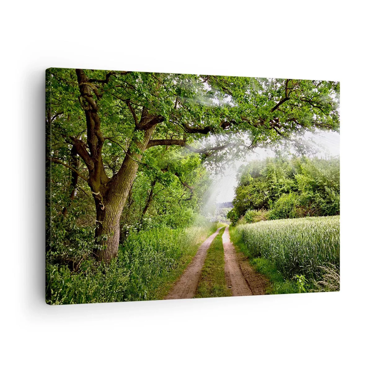 Impression sur toile - Image sur toile - Un chemin de terre parmi les arbres verts et la lumière du soleil - 70x50cm - Et in Arcadia ego - Décoration murale moderne pour le salon et la chambre ARTTOR