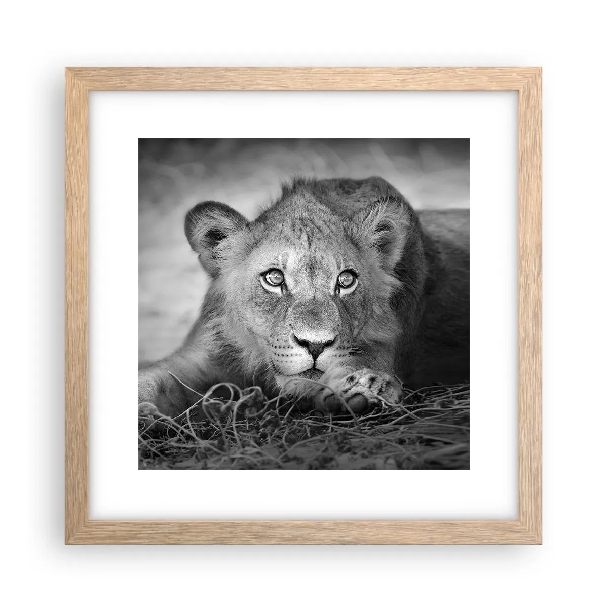 Affiche dans un chêne clair - Poster - Chiot royal - 30x30 cm