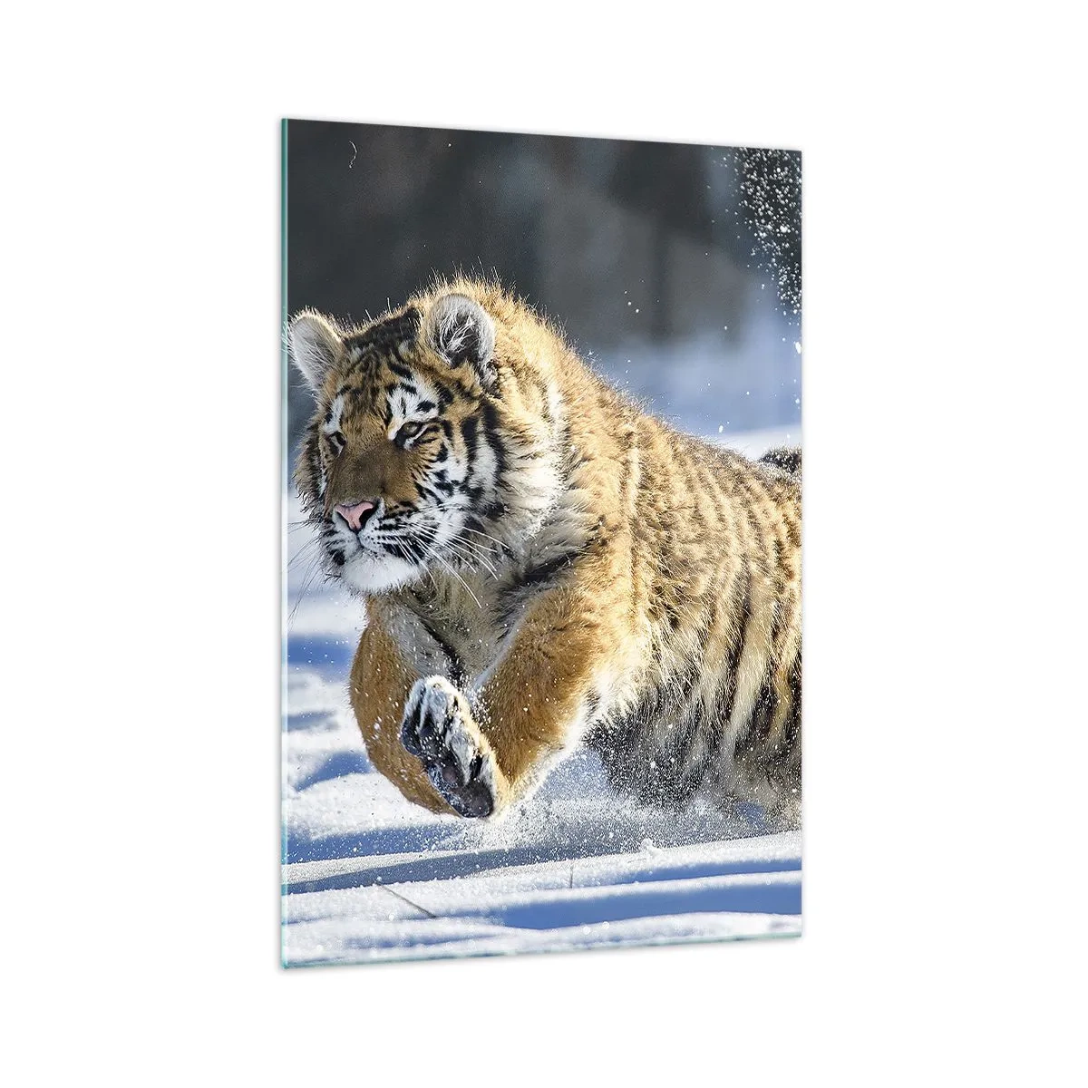 Impression sur verre - Image sur verre - Un tigre de Sibérie courant dans un paysage enneigé - 70x100cm - Dieu de la taïga sibérienne - Décoration murale moderne pour le salon et la chambre ARTTOR