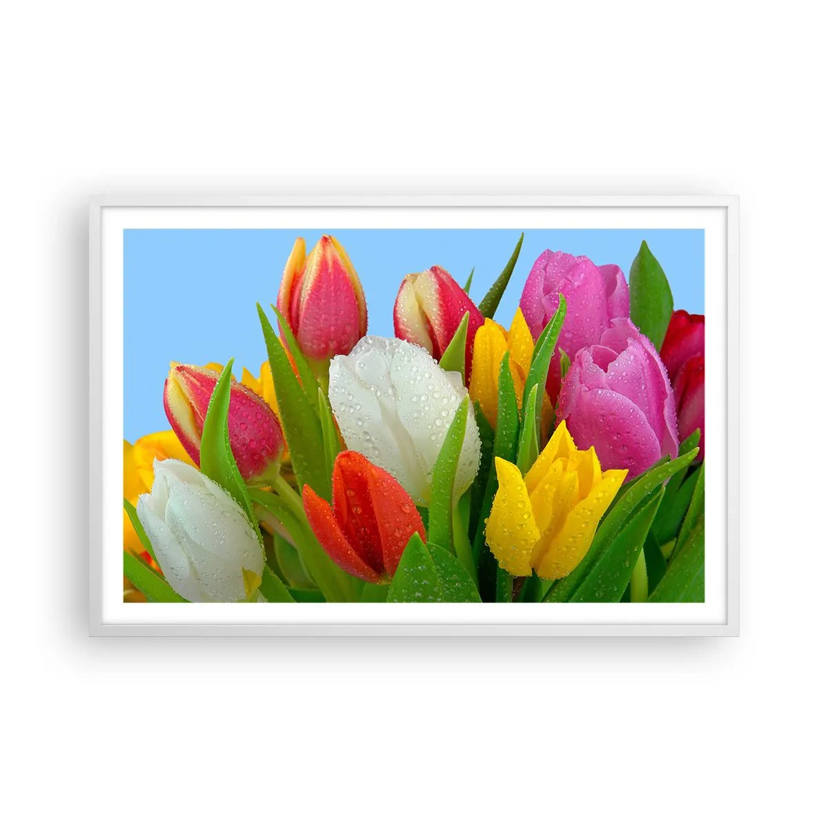 Affiche dans un cadre blanc - Poster - Un arc-en-ciel fleuri en gouttes de rosée - 91x61 cm