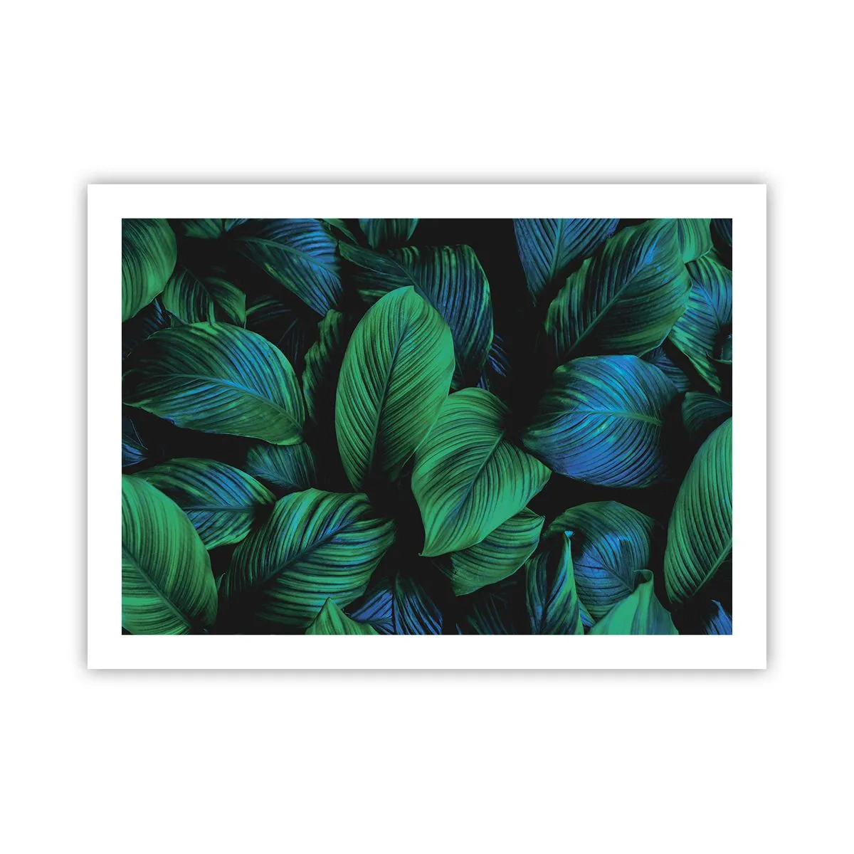 Affiche - Poster - Dans la foule verte - 70x50 cm