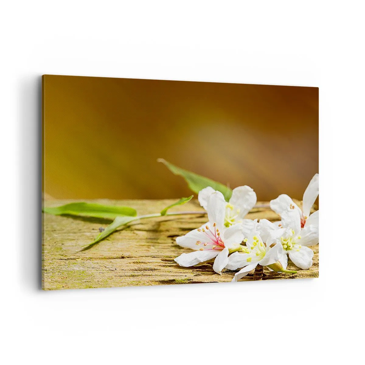 Impression sur toile - Image sur toile - Fleurs blanches sur fond de bois à la lumière naturelle - 100x70cm - Une promesse innocente - Décoration murale moderne pour le salon et la chambre ARTTOR