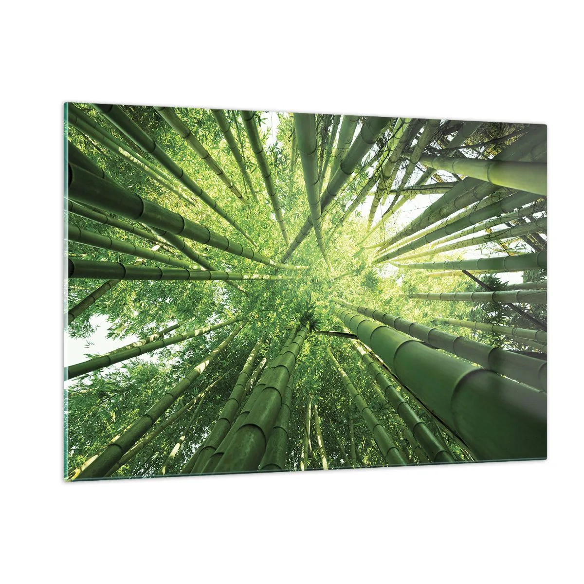 Impression sur verre - Image sur verre - Vue en perspective ascendante de la forêt de bambous - 120x80cm - Dans une bambouseraie - Décoration murale moderne pour le salon et la chambre ARTTOR