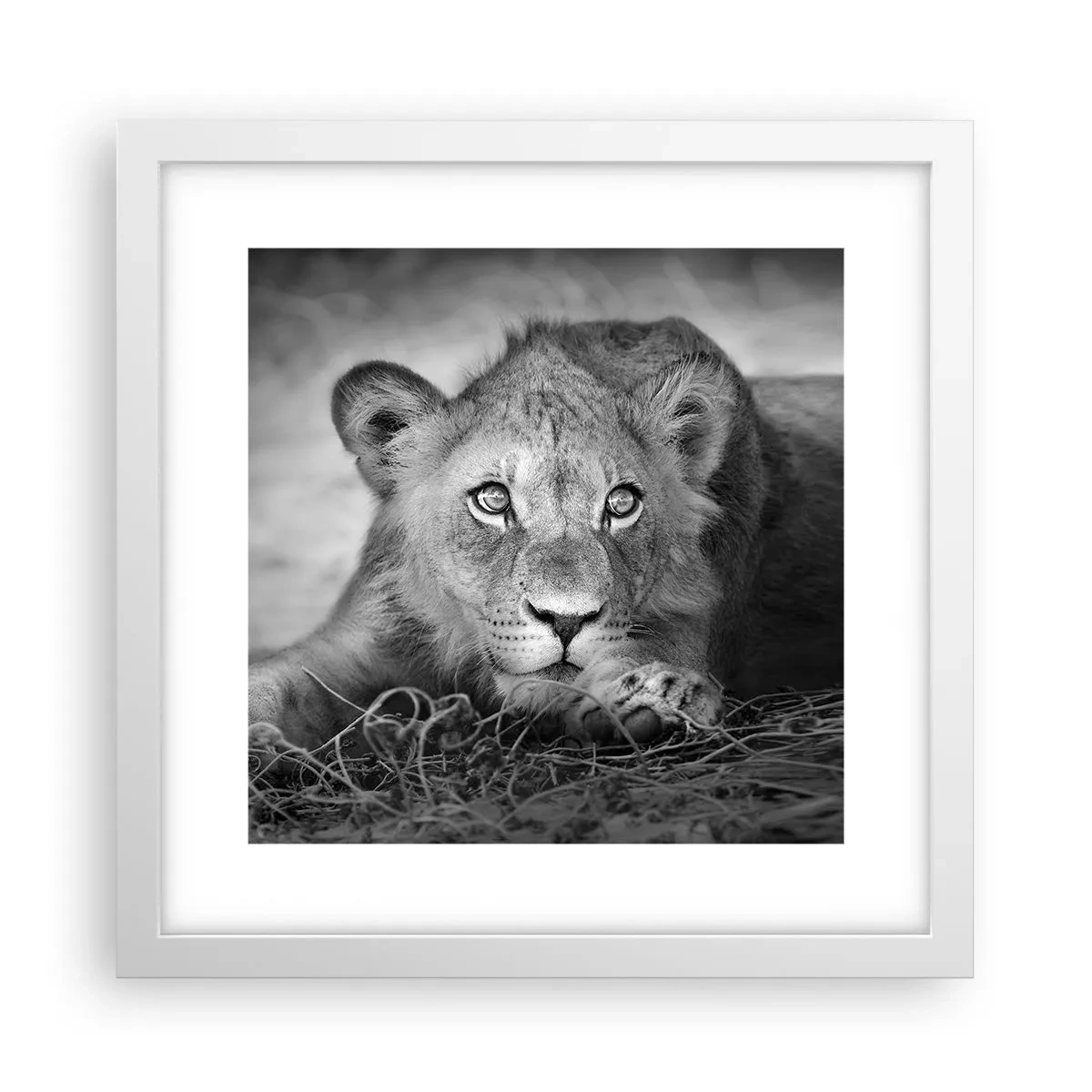 Affiche dans un cadre blanc - Poster - Chiot royal - 30x30 cm