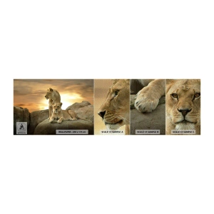 Échantillon de Papier Peint Premium Sand - Majesté royale - Animaux, Lion, Nature - 100x30 cm