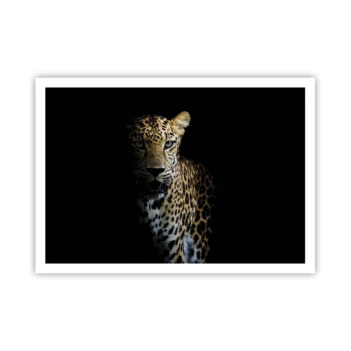 Affiche - Poster - Un léopard sur fond sombre avec un regard intense - 100x70cm - Beauté sombre - Décoration murale moderne pour le salon et la chambre ARTTOR