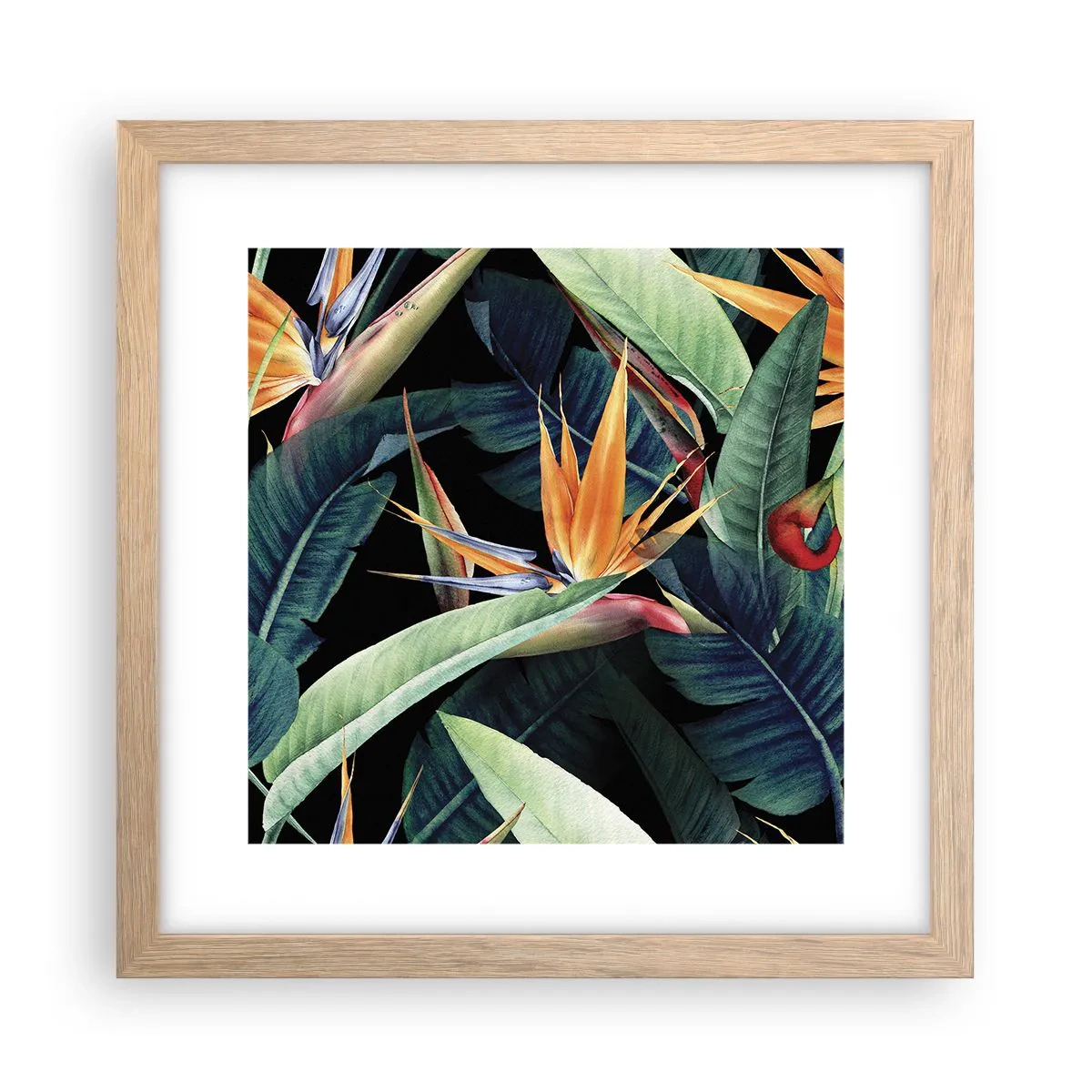 Affiche dans un chêne clair - Poster - Fleurs flamboyantes des tropiques - 30x30 cm