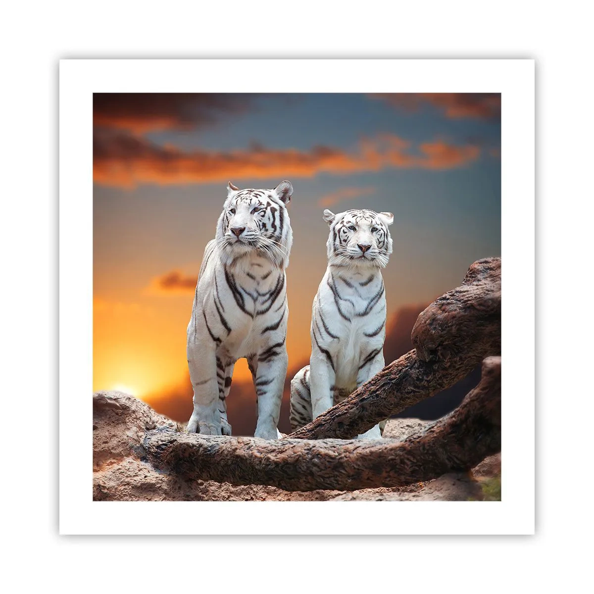 Affiche - Poster - Tout comme à Narnia - 50x50 cm
