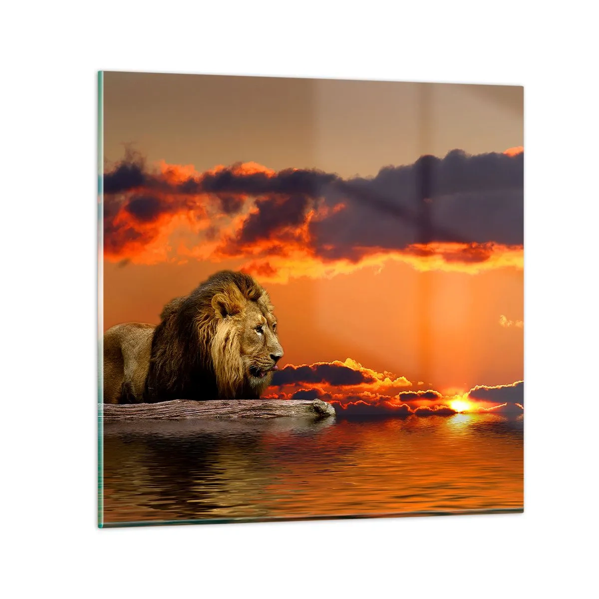 Impression sur verre - Image sur verre - Le roi de la nature - 70x70 cm