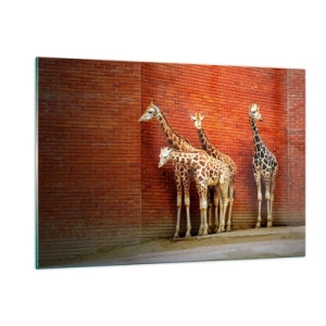 Impression sur verre - Image sur verre - Girafes contre un mur de briques - 120x80cm - Voyez-vous des acacias ? - Décoration murale moderne pour le salon et la chambre ARTTOR