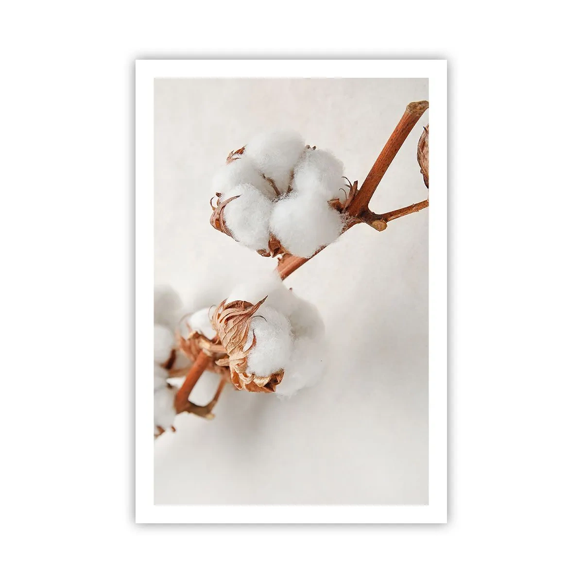 Affiche - Poster - Seulement caliner - 61x91 cm