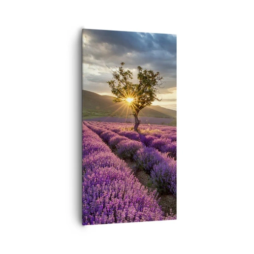 Impression sur toile - Image sur toile - Arôme de couleur lilas - 65x120 cm
