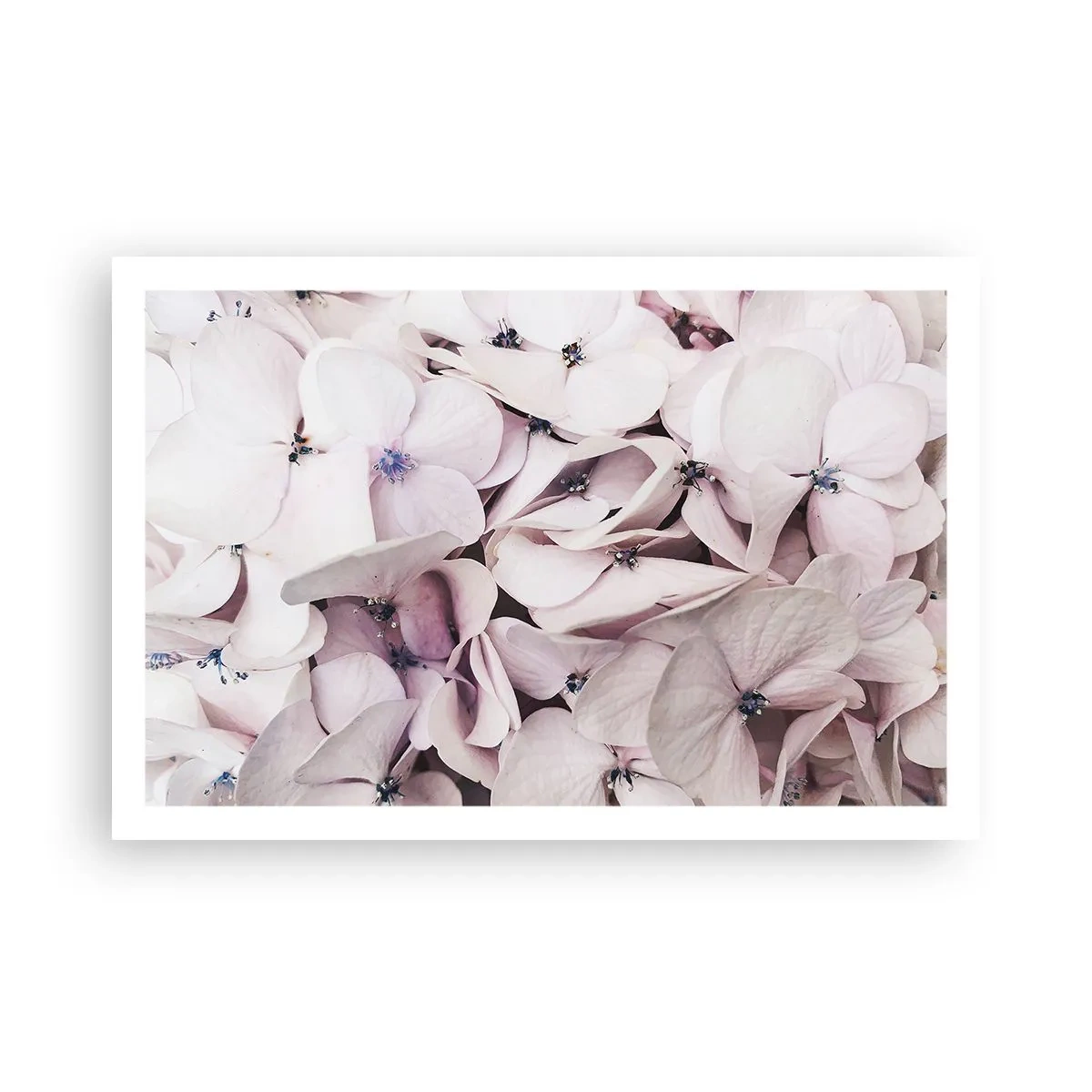 Affiche - Poster - Dans un flot de fleurs - 91x61 cm