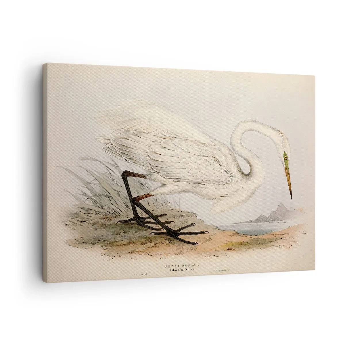 Impression sur toile - Image sur toile - Dessin d'un héron blanc sur fond de paysage naturel - 70x50cm - Dame sur les joncs - Décoration murale moderne pour le salon et la chambre ARTTOR