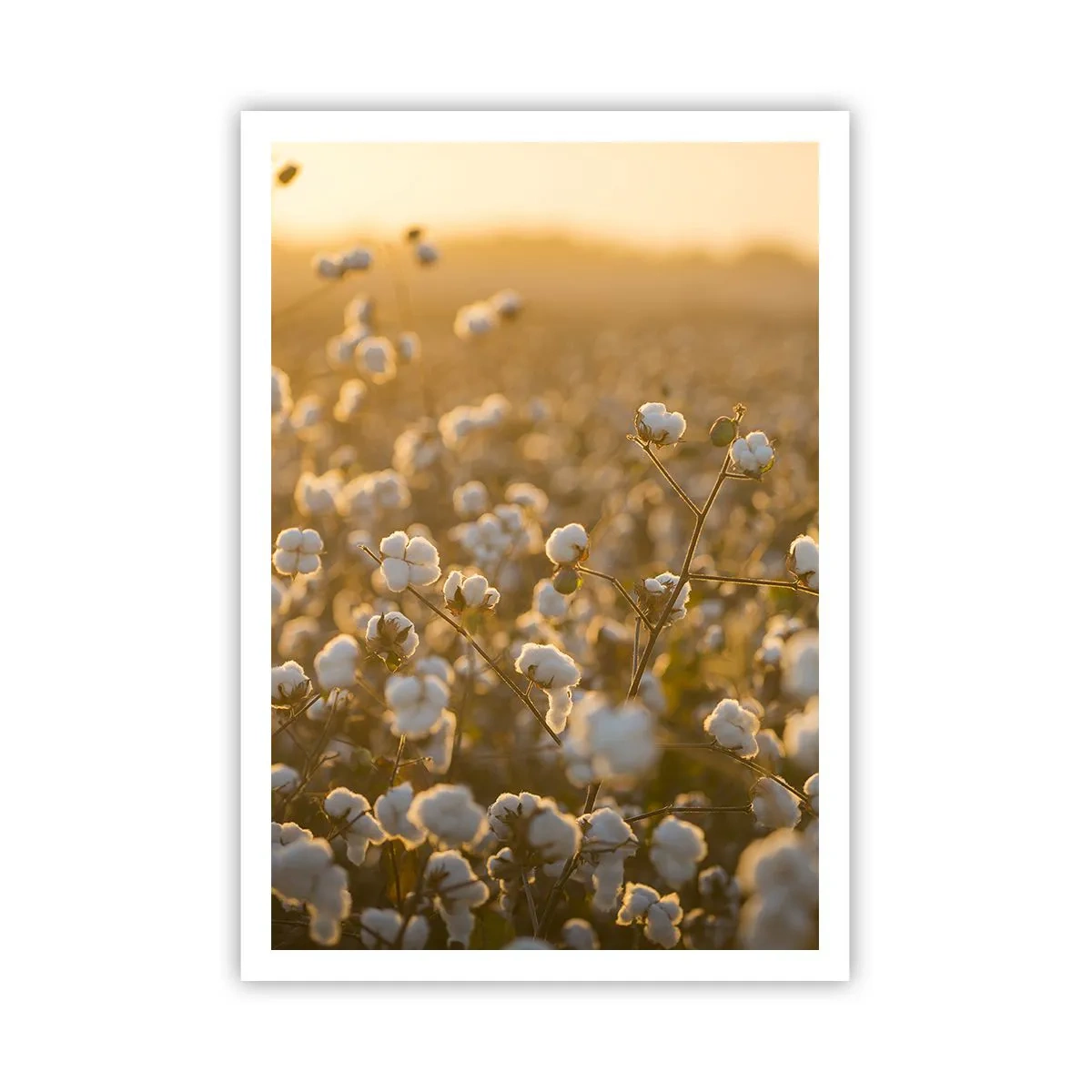Affiche - Poster - Champ moelleux - 70x100 cm