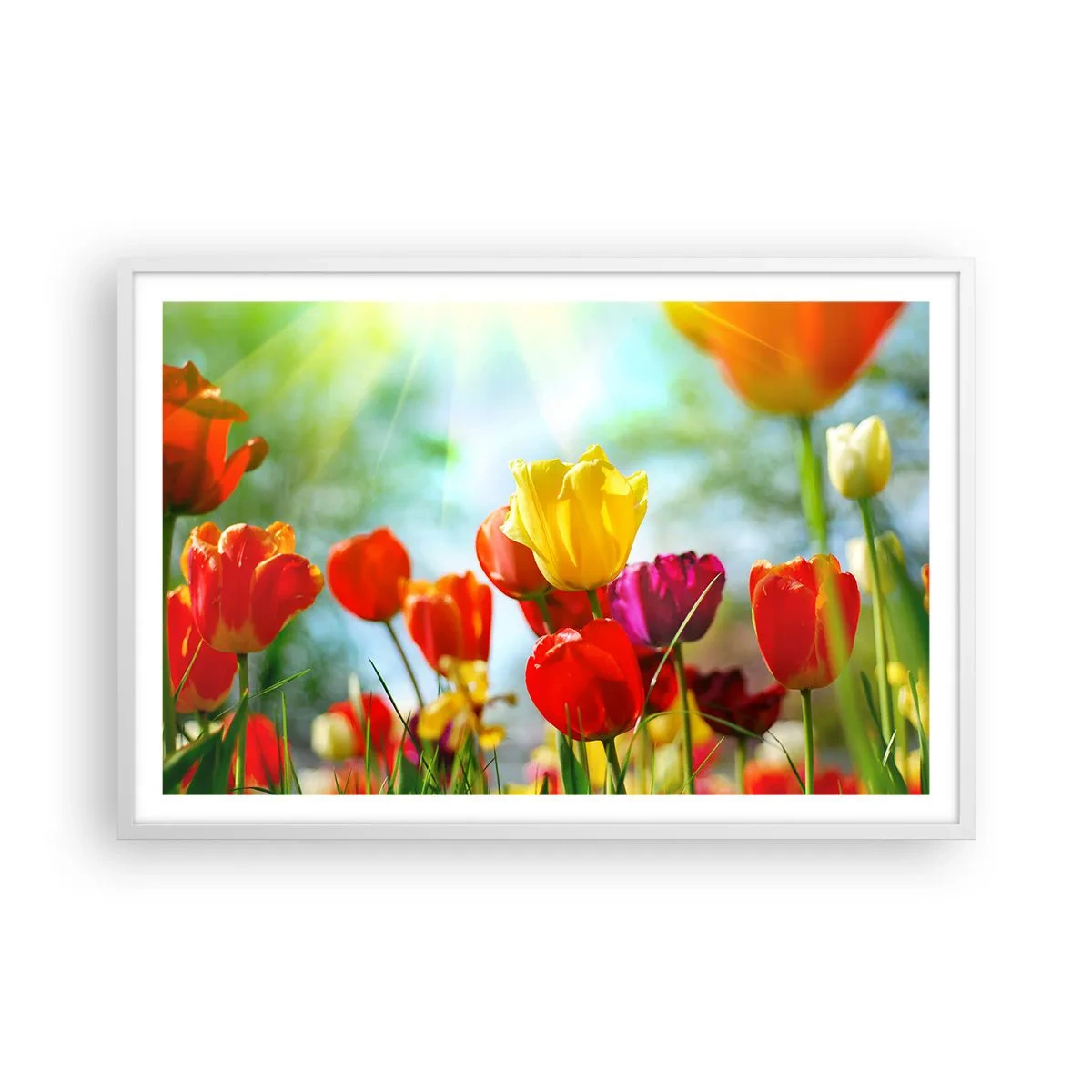 Affiche dans un cadre blanc - Poster - Toutes les couleurs du soleil - 91x61 cm