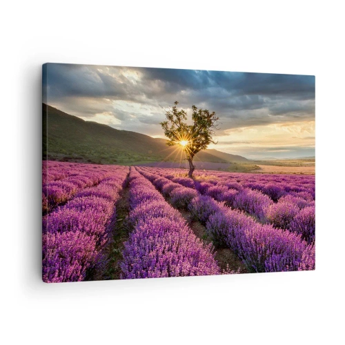 Impression sur toile - Image sur toile - Un champ de lavande avec un arbre solitaire au coucher du soleil - 70x50cm - Arôme de couleur lilas - Décoration murale moderne pour le salon et la chambre ARTTOR